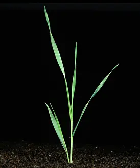 Germinating: Barley seedling