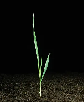 Germinating: Barley seedling