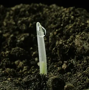 Germinating: Barley seedling (Hordeum vulgare)