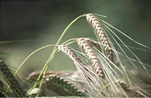 David C Dixon: BARLEY SHEATHS - harvest time