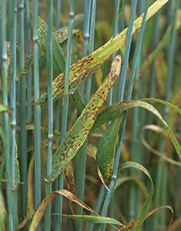 Spotting: Barley Spot (Ramularia collo cygni)