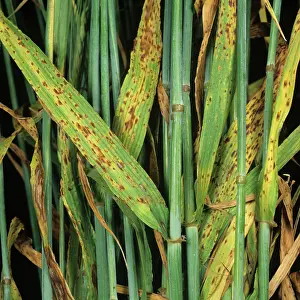 Spotting: Barley Spot (Ramularia collo cygni)
