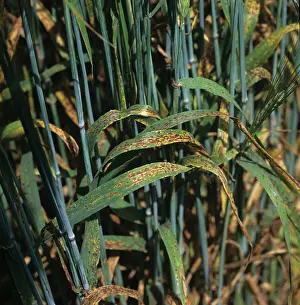 Spotting: Barley Spot (Ramularia collo cygni)