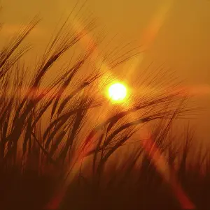 Sunsets: Barley at sunset