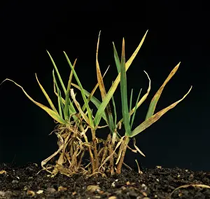 Chlorosis: Barley yellow dwarf virus