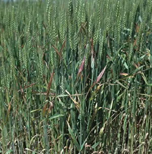 Discolouration: Barley Yellow Dwarf Virus