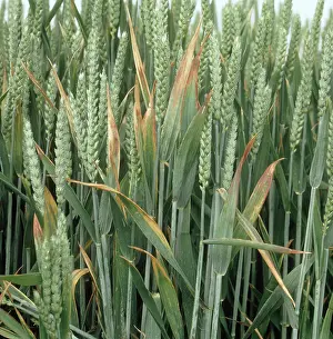 Aestivum: Barley yellow dwarf virus