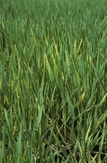 Chlorosis: Barley Yellow Dwarf Virus (BYDV)
