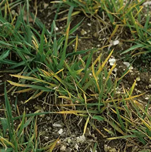 Chlorosis: Barley Yellow Dwarf Virus (BYDV)