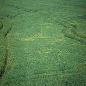 Chlorosis: Barley Yellow Dwarf Virus (BYDV)