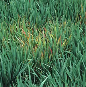 Infected: Barley yellow dwarf virus on oats
