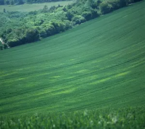 Aphids: Barley yellow dwarf virus in wheat crop