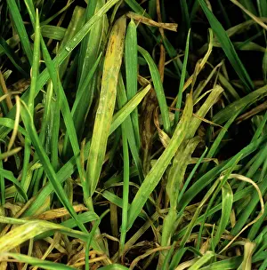 Symptom: Barley yellow mosaic virus