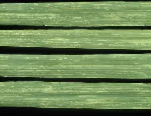 Chlorosis: Barley yellow mosaic virus