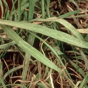 Chlorosis: Barley yellow mosaic virus