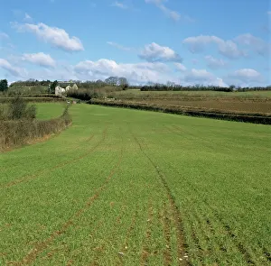 Chlorosis: Barley yellow mosaic virus effects