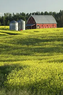 Idaho: Barn and Canola Field