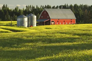 Idaho: Barn and Canola Field