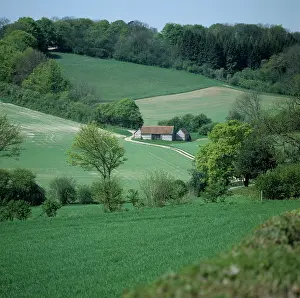 Windbreak: Barn and cereal crops, England