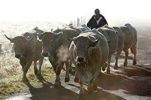 Aubrac: Back to the barn after the estive in fall Lozere France