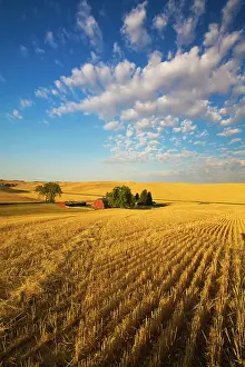Diminishing: Barn among fields at harvest time, Palouse