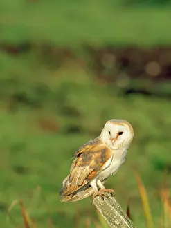 Crepuscular: Barn Owl