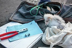 Ornithologists: Barn Owl