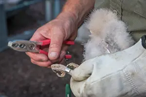 Ornithologists: Barn Owl