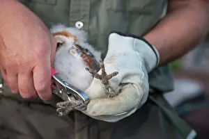 Ornithologists: Barn Owl