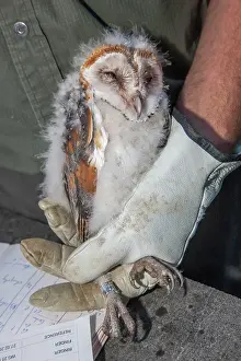 Ornithologists: Barn Owl