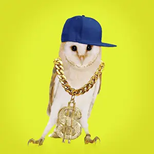 Dollar: Barn Owl