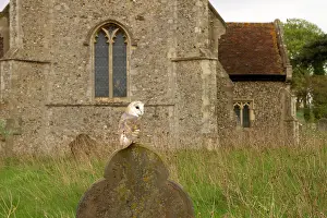 Headstone: Barn Owl