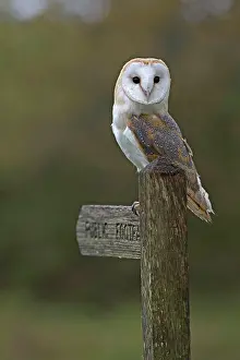 Signposts: Barn Owl