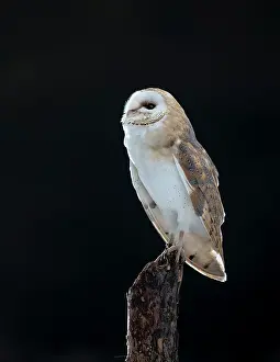 Bohemia: Barn Owl