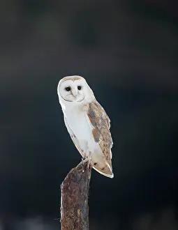 Bohemia: Barn Owl