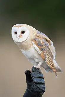 Falconry: Barn Owl