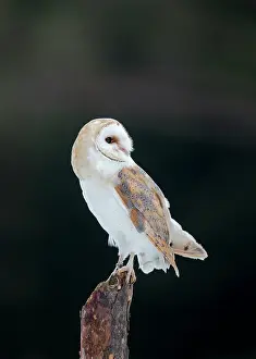 Bohemia: Barn Owl