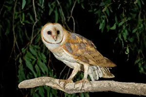 Tytonidae: Barn Owl
