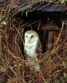 Tytonidae: Barn Owl