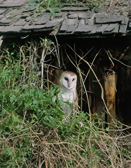 Tytonidae: Barn Owl