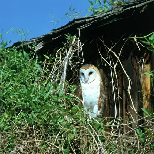 Tytonidae: Barn Owl