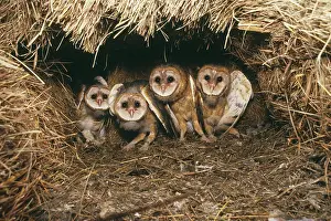 Geuda: Barn Owl