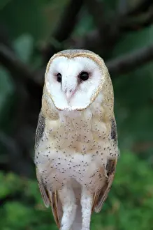 Tytonidae: Barn Owl