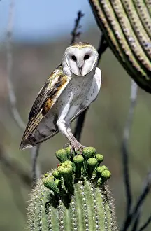 Talons: Barn Owl