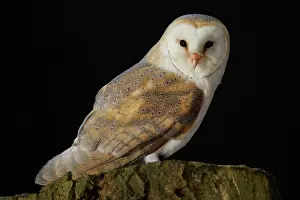 Flash: Barn Owl