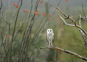 Wise: Barn owl