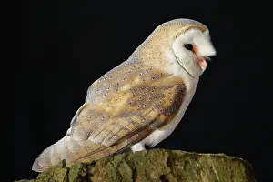 Flash: Barn Owl