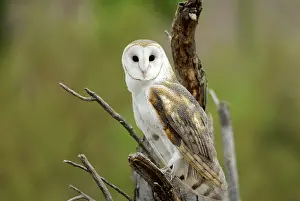 Disk: Barn owl