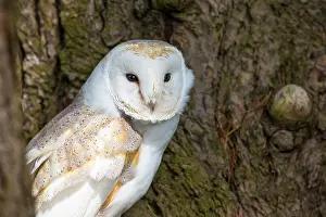Kent: Barn Owl