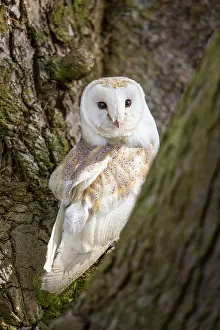 Kent: Barn Owl